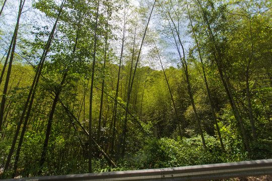 梵净山竹林风光