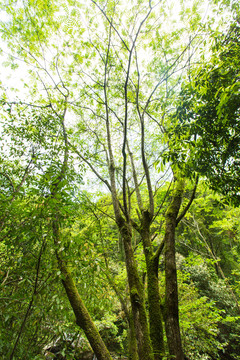 野核桃树