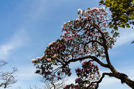 梵净山杜鹃花