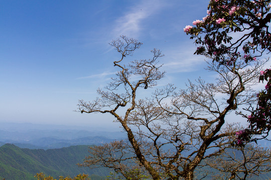 梵净山杜鹃花