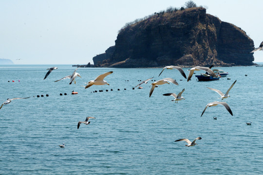 棒棰岛的海鸥