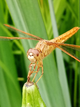 红蜻蜓