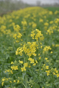 油菜花