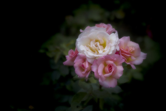 月季花