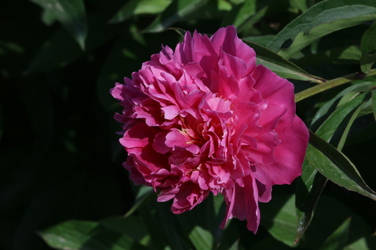 芍药花