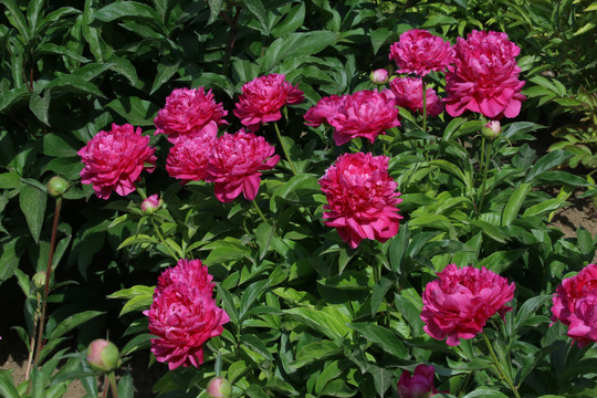 芍药花