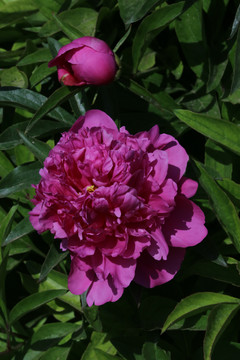 芍药花