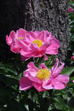 芍药花