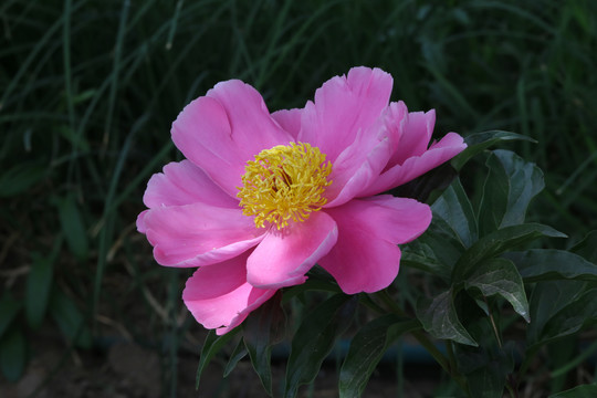 芍药花