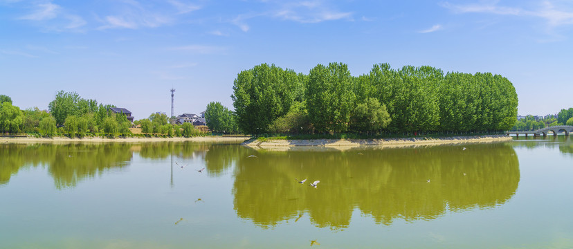 青州南阳湖上一群夜鹭在水面飞翔