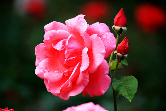 雨后月季花