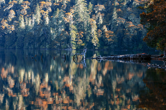 森林湖面背景图