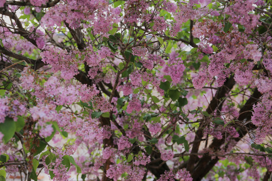 紫丁香花树