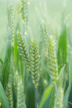 绿色小麦麦穗