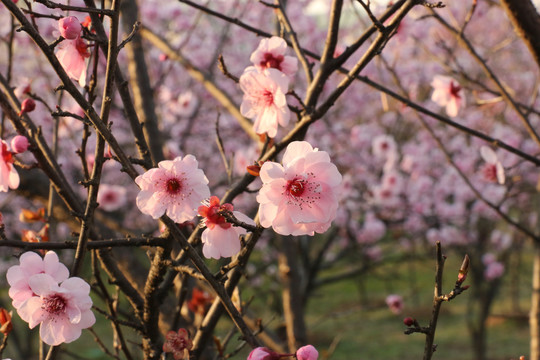 桃花