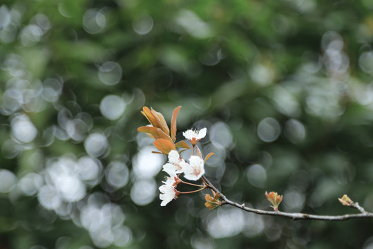 清明海棠花