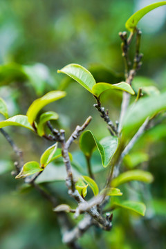 老班章茶树