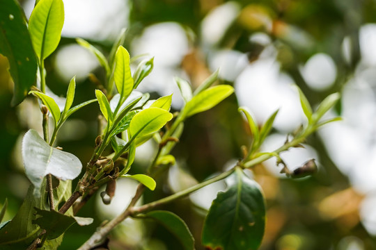 老班章茶树