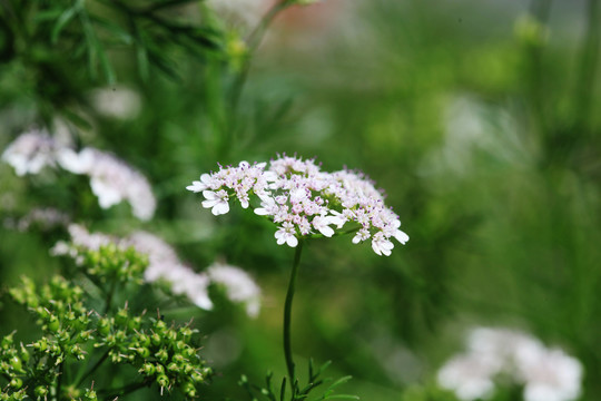 香菜开花