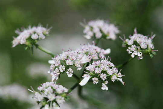 香菜开花