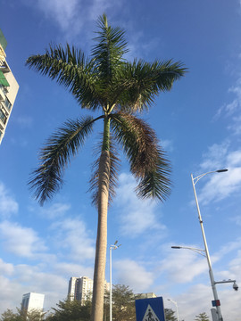 椰子树