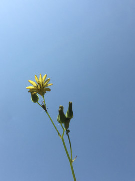 小菊花