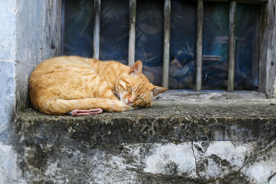 熟睡的猫咪