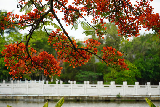 凤凰花