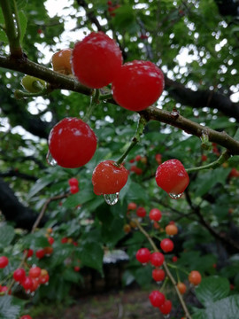 雨中樱桃