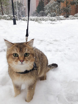 雪中漫游猫