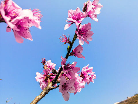 桃花