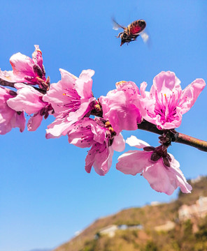 桃花