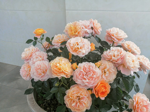 月季花