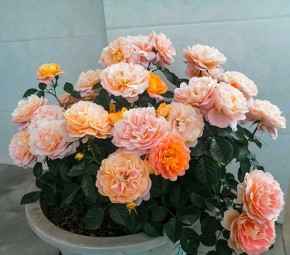 月季花