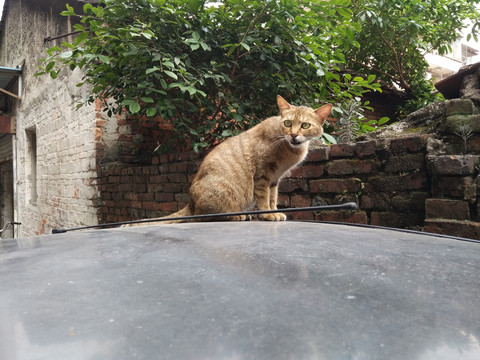 宠物猫