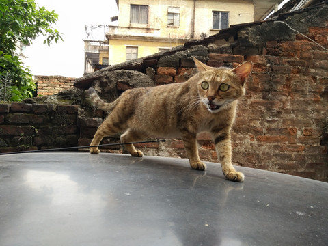 宠物猫