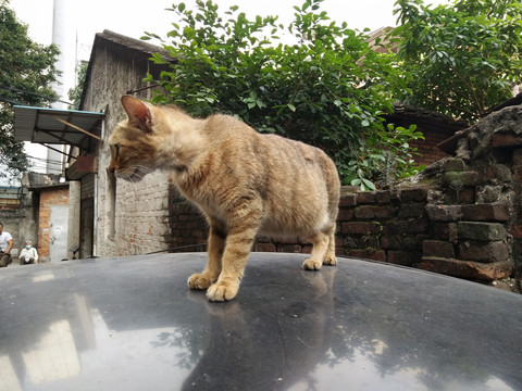 宠物猫