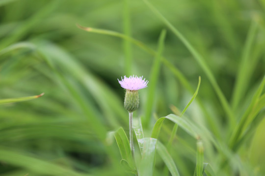 刺儿菜