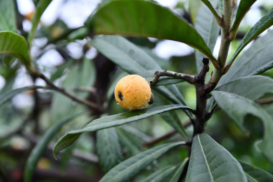 白沙枇杷