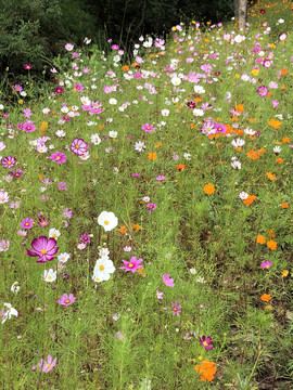 路边小野花小雏菊