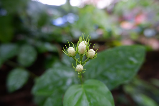 含苞待放的茉莉花