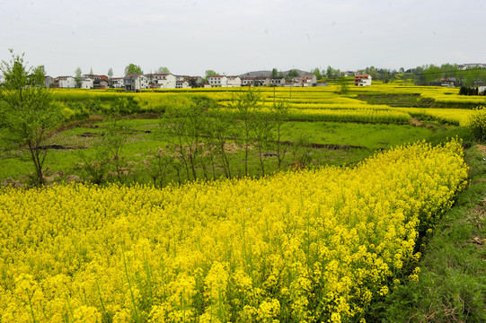 乡村春色