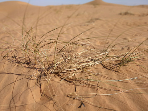 沙漠的小草