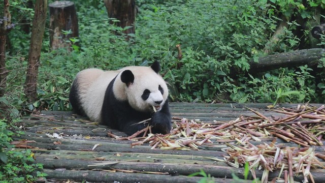 高清视频