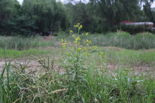 风花菜