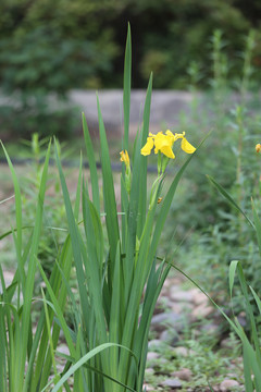 黄花鸢尾