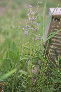 大滨菊