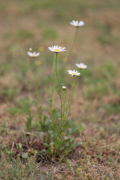 大滨菊