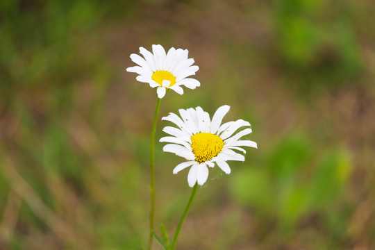 大滨菊