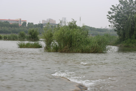 河岸绿植